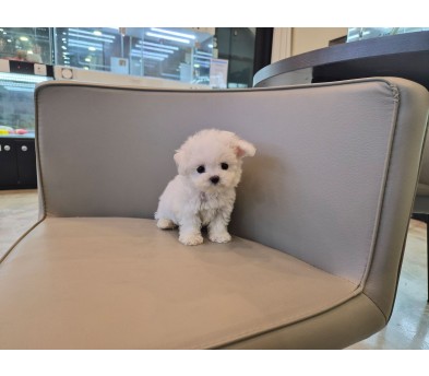 미니비숑 분양합니다